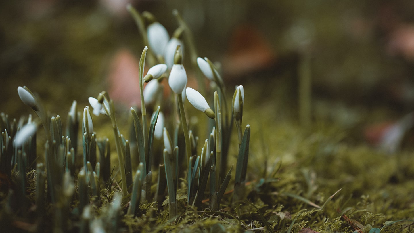 Snowdrops growing from the ground