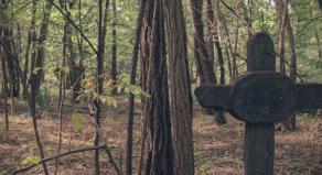 Buried in the Woods