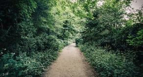 Wimbledon Common