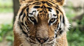 A photo of a tiger