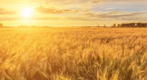 A cornfield