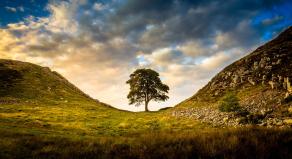 The Sycamore Gap Tree