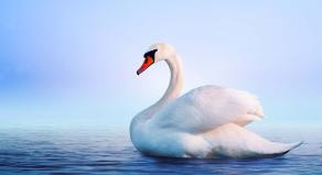 A swan swimming on a pond