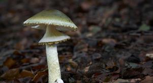 A Death Cap Mushroom growing in the wild