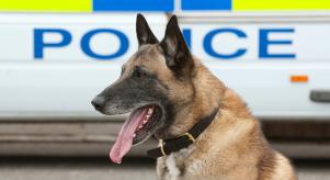 A german shepherd sitting in front of a UK police van