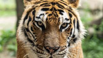 A photo of a tiger