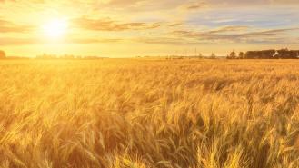 A cornfield