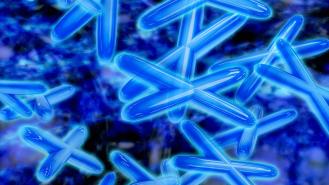 Chromosomes