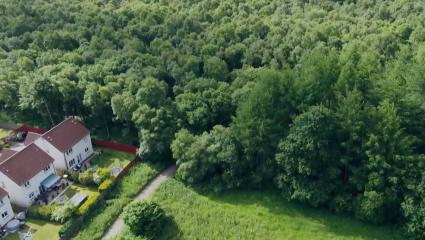 Dundee woodland