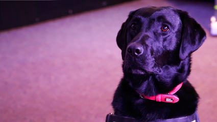 A photograph of Flo the police dog at CrimeCon UK 2021