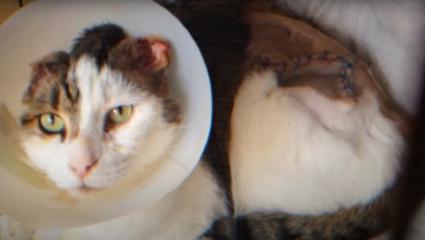 A cat wearing a vet's cone with a large scar on its body