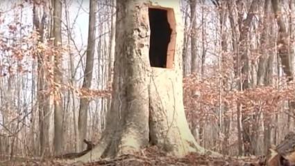 A hollow tree with a large hole in the side
