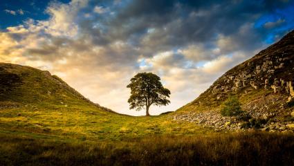 The Sycamore Gap Tree