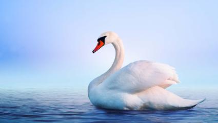 A swan swimming on a pond