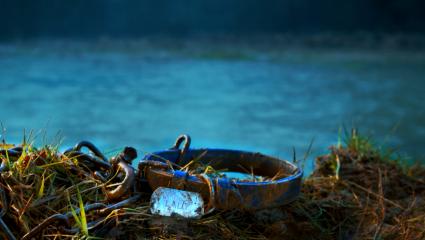 A dog collar showing the name 'Lady' next to a pond