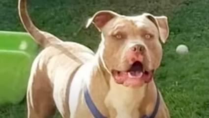 An XL Bully dog