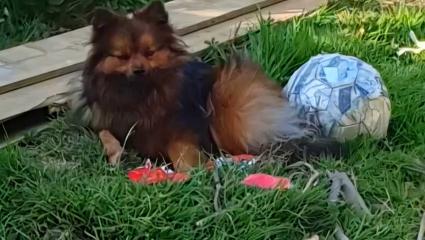 Leah Ware's Pomeranian dog, Princess