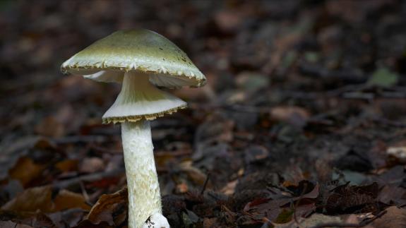 A Death Cap Mushroom growing in the wild