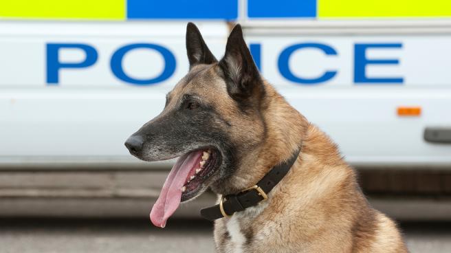 A german shepherd sitting in front of a UK police van
