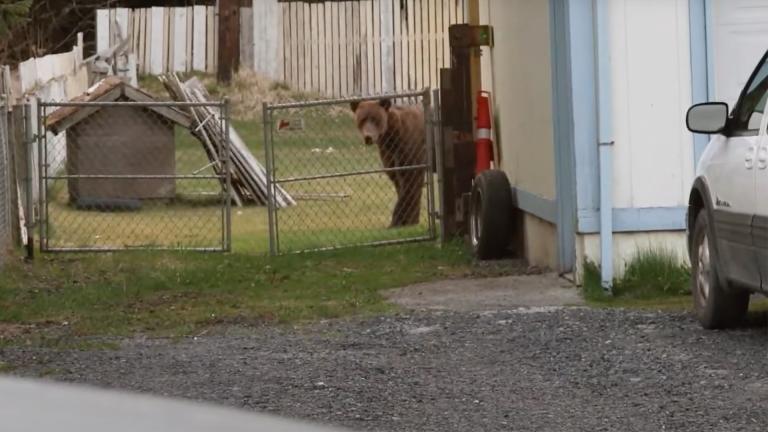 A brown bear behind a garden fence 