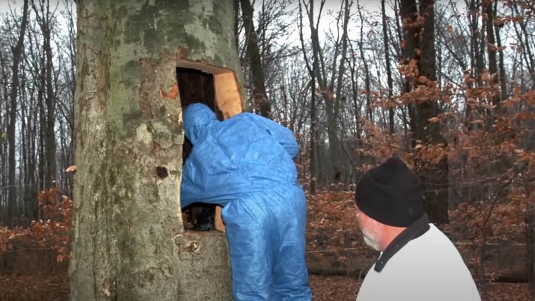 A crime scene investigator looks inside a hollowed out tree 