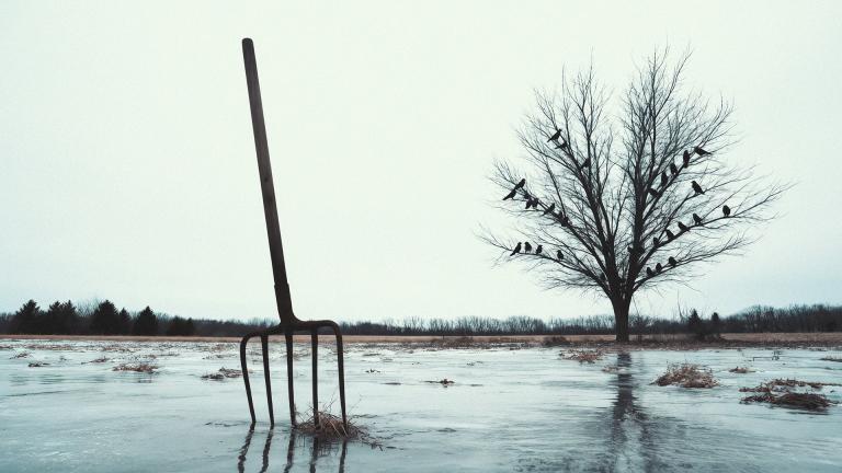 A pitchfork stuck in bare ground with a large number of crows in a bare tree in the background