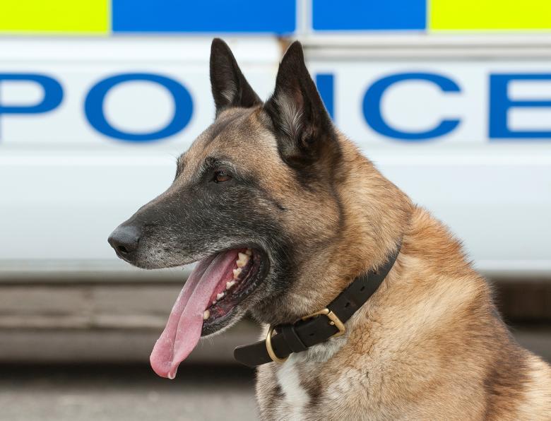 A german shepherd sitting in front of a UK police van