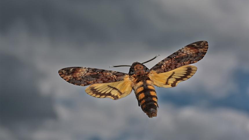 A photograph of a Death's-head hawkmoth