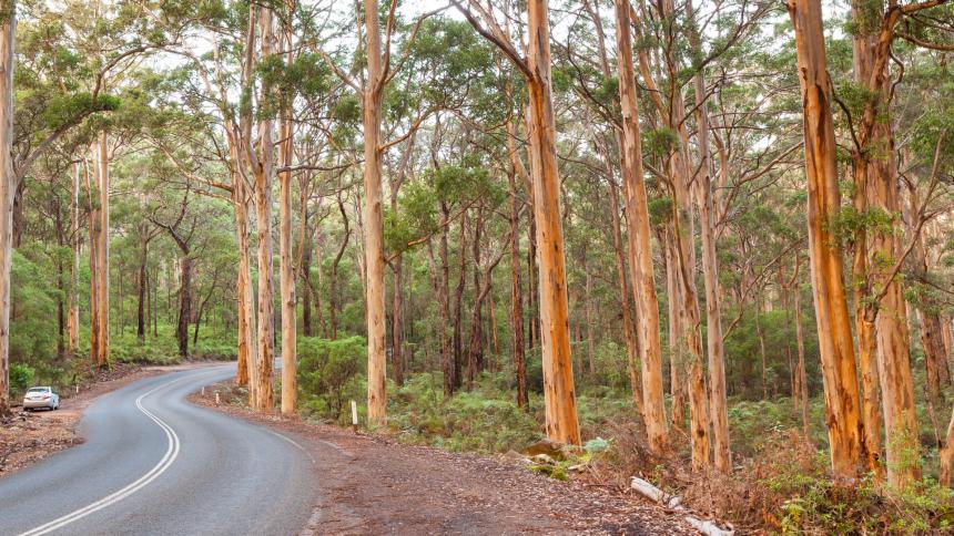A photograph of Boranup Karee Forest in Western Australia.