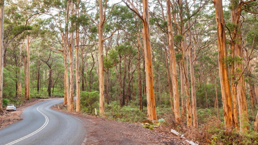 A photograph of Boranup Karee Forest in Western Australia.