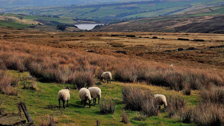 A photograph of Saddleworth Moor in the Pennine hills of Northern England, UK