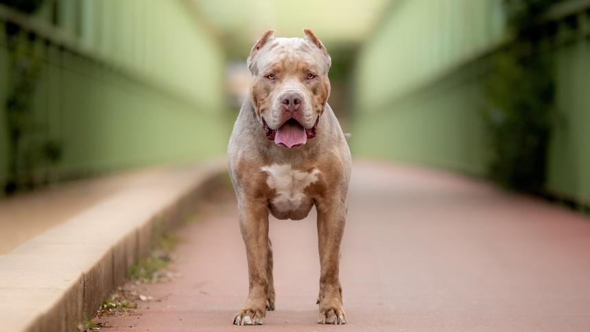 An XL Bully dog