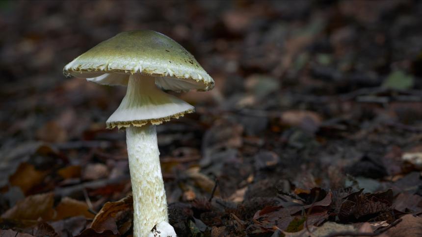 A Death Cap Mushroom growing in the wild