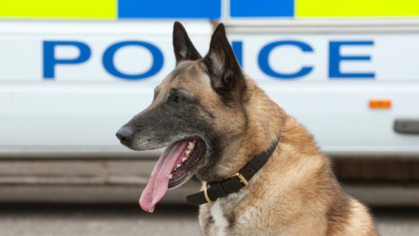 A german shepherd sitting in front of a UK police van